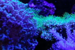 coral-star-polyp-cluster-on-live-rock-034
