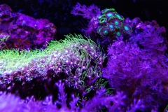 coral-star-polyp-cluster-on-live-rock-035