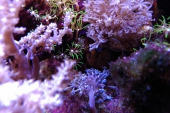 coral-star-polyp-cluster-on-live-rock-036