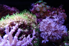 coral-star-polyp-cluster-on-live-rock-037