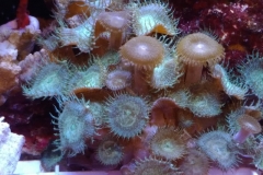 toxic-coral-button-polyp-cluster-zoanthus-001