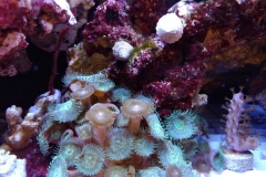 toxic-coral-button-polyp-cluster-zoanthus-002
