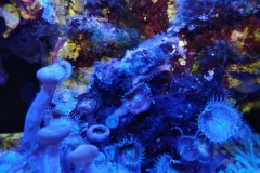 toxic-coral-button-polyp-cluster-zoanthus-003