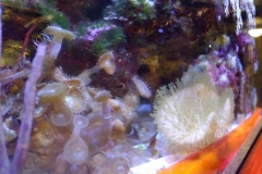 toxic-coral-button-polyp-cluster-zoanthus-004