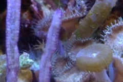toxic-coral-button-polyp-cluster-zoanthus-005