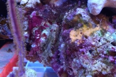 marine-coral-sponge-orange-on-live-rock-001