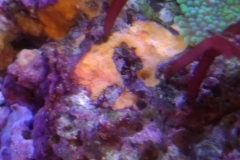 marine-coral-sponge-orange-on-live-rock-002