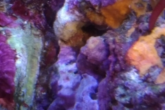 marine-coral-sponge-orange-on-live-rock-004