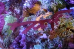 marine-coral-sponge-orange-on-live-rock-005