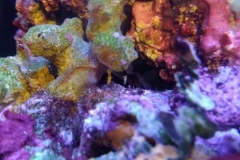 marine-coral-sponge-orange-on-live-rock-006