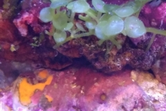 marine-coral-sponge-orange-on-live-rock-008