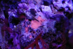 marine-coral-sponge-orange-on-live-rock-009