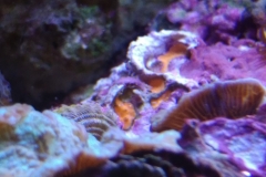 marine-coral-sponge-orange-on-live-rock-010