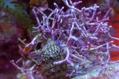 blue-leg-hermit-crab-climbing-001