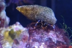 blue-leg-hermit-crab-climbing-002