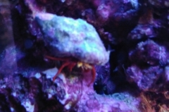 blue-leg-hermit-crab-climbing-003