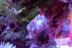 blue-leg-hermit-crab-climbing-004