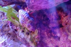 blue-leg-hermit-crab-climbing-005