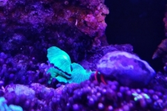 blue-leg-hermit-crab-climbing-0n-polyp-cluster-001