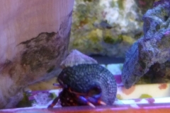 blue-leg-hermit-crab-walking-rail-001