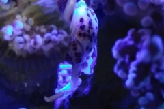 white-shell-crab-001