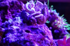 white-shell-crab-climbing-on-live-rock-001