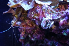 white-shell-crab-climbing-on-live-rock-002