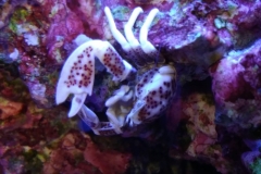 white-shell-crab-climbing-on-live-rock-003