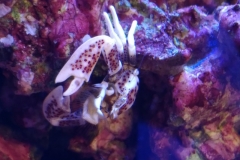 white-shell-crab-climbing-on-live-rock-004