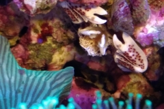 white-shell-crab-climbing-on-live-rock-005