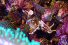 white-shell-crab-climbing-on-live-rock-006