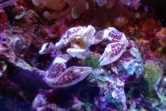 white-shell-crab-climbing-on-live-rock-007