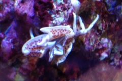 white-shell-crab-climbing-on-live-rock-008