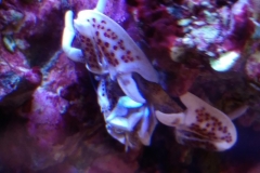 white-shell-crab-climbing-on-live-rock-009