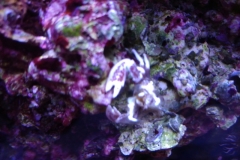 white-shell-crab-climbing-on-live-rock-010