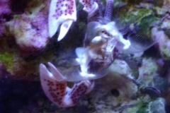 white-shell-crab-filter-feeding-on-live-rock-001