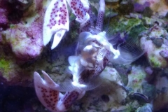 white-shell-crab-filter-feeding-on-live-rock-002