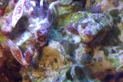 white-shell-crab-filter-feeding-on-live-rock-003