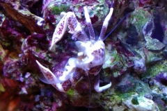 white-shell-crab-filter-feeding-on-live-rock-0043