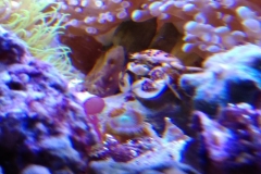 white-shell-crab-nesting-on-live-rock-001