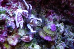 white-shell-crab-with-turbo-snail-001