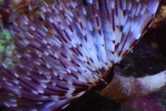 brown-and-white-feather-duster-worm-out-001