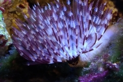 brown-and-white-feather-duster-worm-out-002