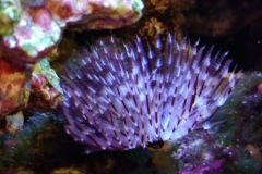 brown-and-white-feather-duster-worm-out-003