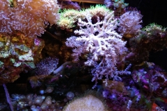 brown-and-white-feather-duster-worm-out-004