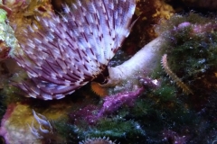 brown-and-white-feather-duster-worm-out-005