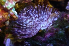 brown-and-white-feather-duster-worm-out-006