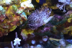 brown-and-white-feather-duster-worm-out-007
