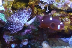 brown-and-white-feather-duster-worm-out-008