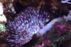 brown-and-white-feather-duster-worm-out-009